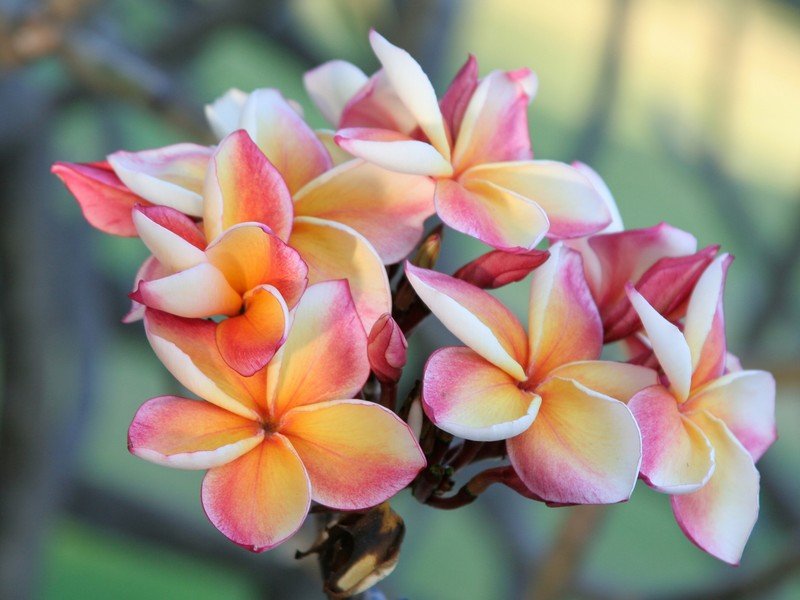 plumeria flori exotice MyPlumeria